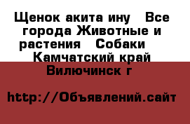 Щенок акита ину - Все города Животные и растения » Собаки   . Камчатский край,Вилючинск г.